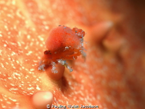 Tiny Sponge Decorator Crab on Cushion Sea Star, Blue Hero... by Pauline Walsh Jacobson 